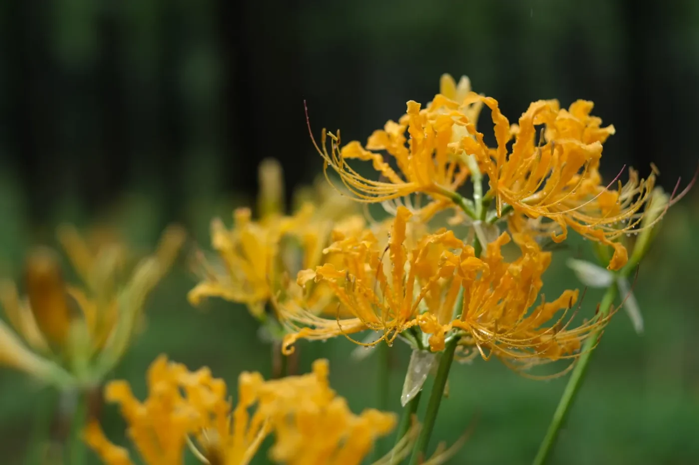 close up golden spider lily
