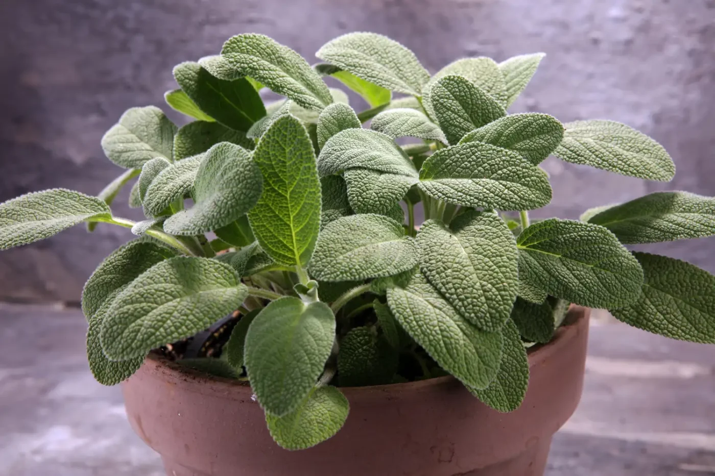 Common sage in pot