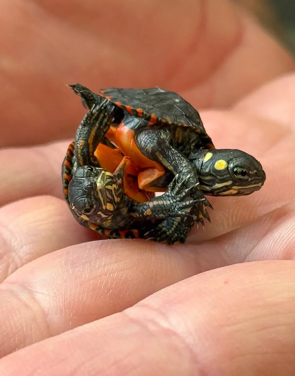 Conjoined Turtles