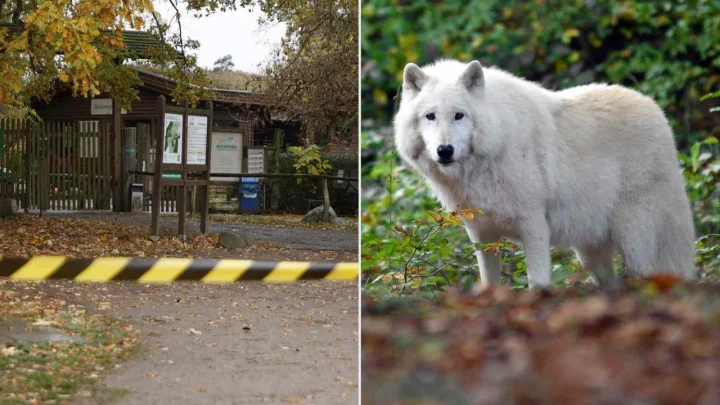 8-Year-Old Girl Airlifted With Severe Injuries After Arctic Wolf Attack at German Wildlife Park