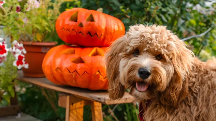 A Fluffy Goldendoodle Dressed as Paddington Bear Just Stole the Internet—and Science Explains Why We Can't Look Away