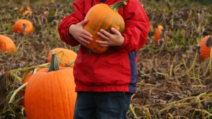 California Pumpkin Patch Linked to Severe E. Coli Outbreak: 3 Children Hospitalized in Pediatric ICU