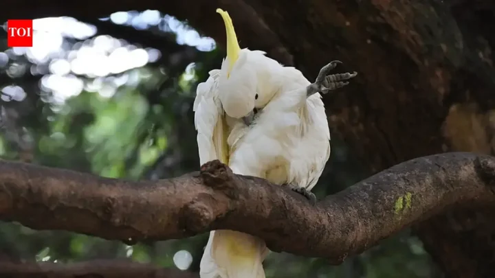 Cockatoos Caught Dipping Noodles in Blueberry Yogurt in Vienna Lab Study, Revealing Rare Food-Flavoring Behavior in Animals