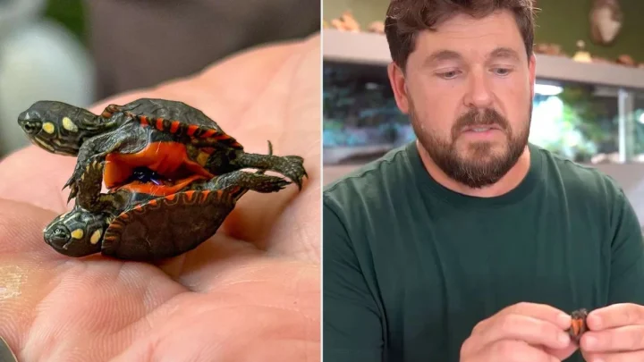 Conjoined Baby Turtles Found in a Backyard Sparked a High-Stakes Rescue Operation — Here Is the Bittersweet Reality Behind Their Surgical Separation