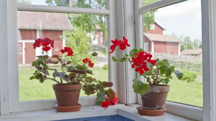 Don’t Let Winter Kill Your Garden: 16 Outdoor Perennials You Can Bring Inside Right Now to Grow as Houseplants