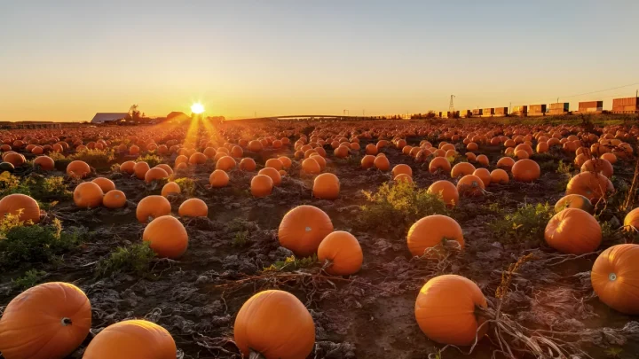 Don’t Trash Your Halloween Jack-o’-Lantern: Genius Ways to Cook, Craft, and Compost Your Leftover Pumpkin Instead of Tossing It
