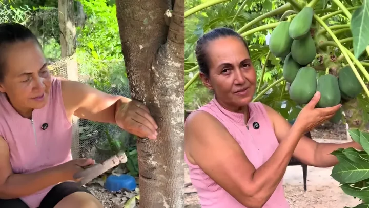 Driving a Nail Into Your Fruit Tree Trunk to Make It Produce Faster? Agricultural Experts Issue a Clear Warning About the Viral TikTok Gardening Hack