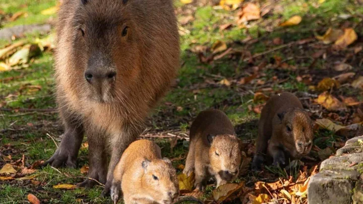 Edinburgh Zoo Welcomes Surprise Capybara Triplets After Viral Pool Drama Sparked a Hilarious Enclosure Twist