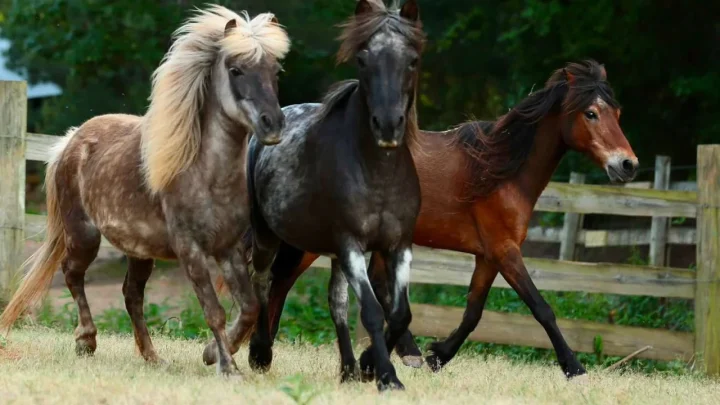 Inside the 100-Acre Georgia Farm Rescuing Slaughter-Bound Horses While Giving Military Veterans and Troubled Volunteers a Real Second Chance