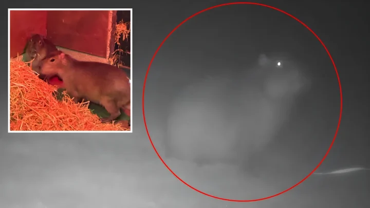 Missing Zoo Capybara Spotted Alive and Well Months After Great Escape