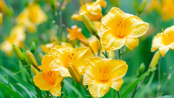 Why Planting Before Winter Actually Supercharges Your Garden: 14 Cold-Hardy Perennials, Bulbs, and Crops to Plant in Late Fall