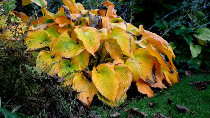 Why Your Hostas Might Vanish Before Spring: The Hidden Underground Threats Gardeners Need to Stop Before the First Deep Freeze