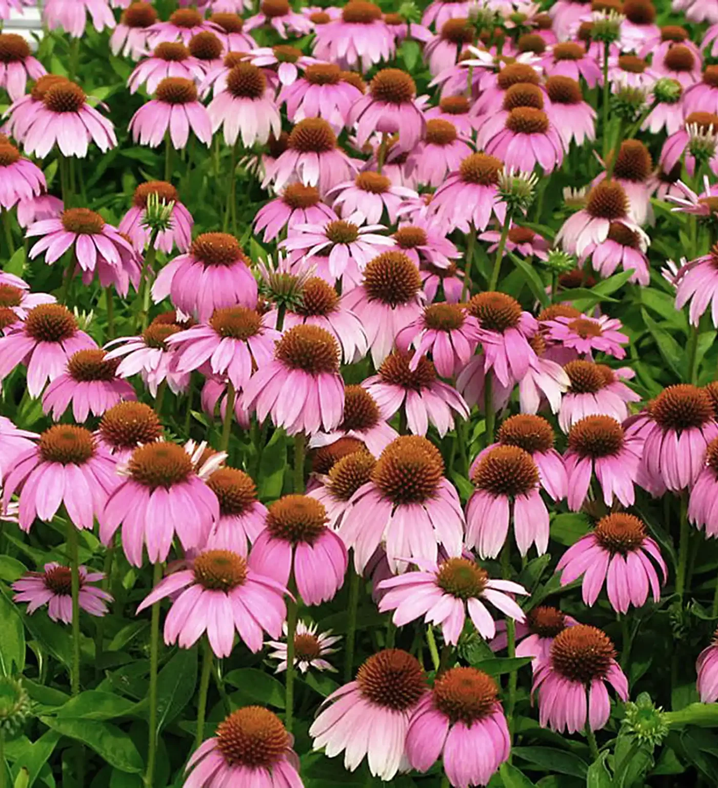 Crazy Pink™ Echinacea