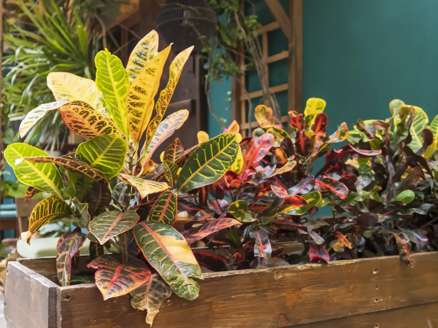 Croton plants