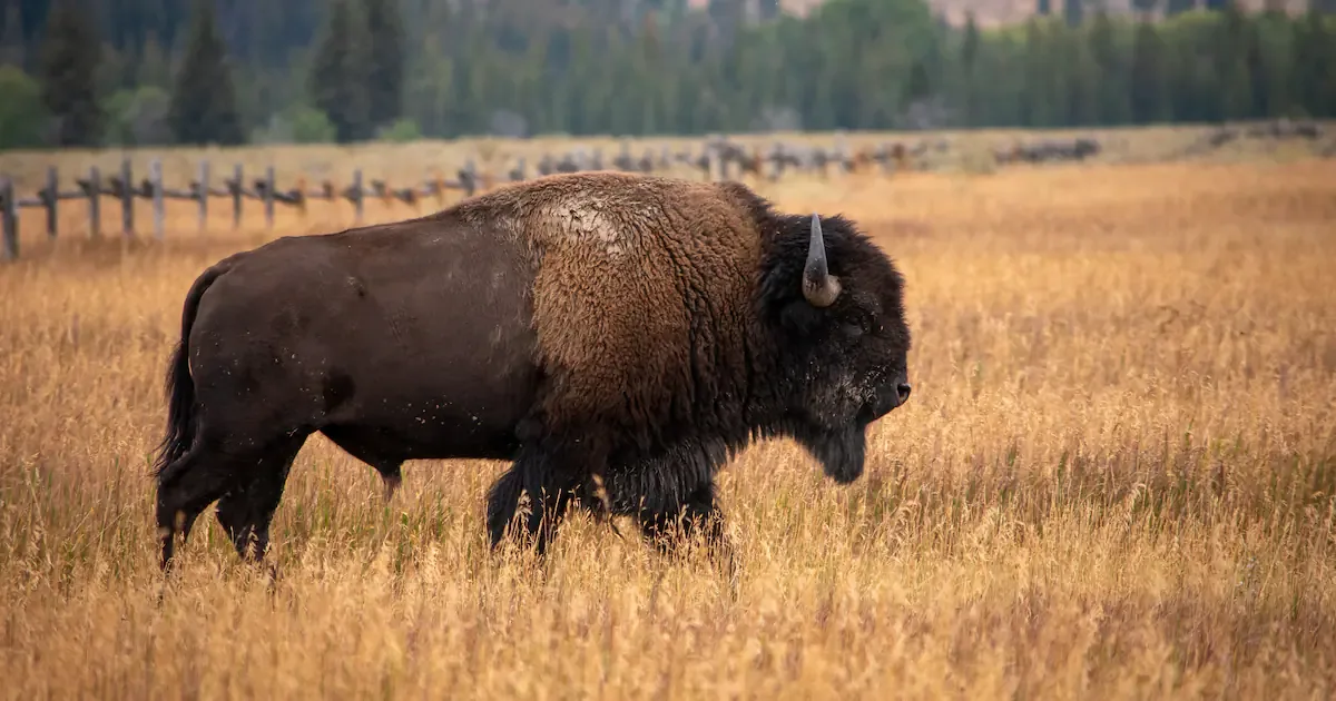 Da 300 a oltre 2.000 bisonti: la rinascita della prateria nell'Oklahoma