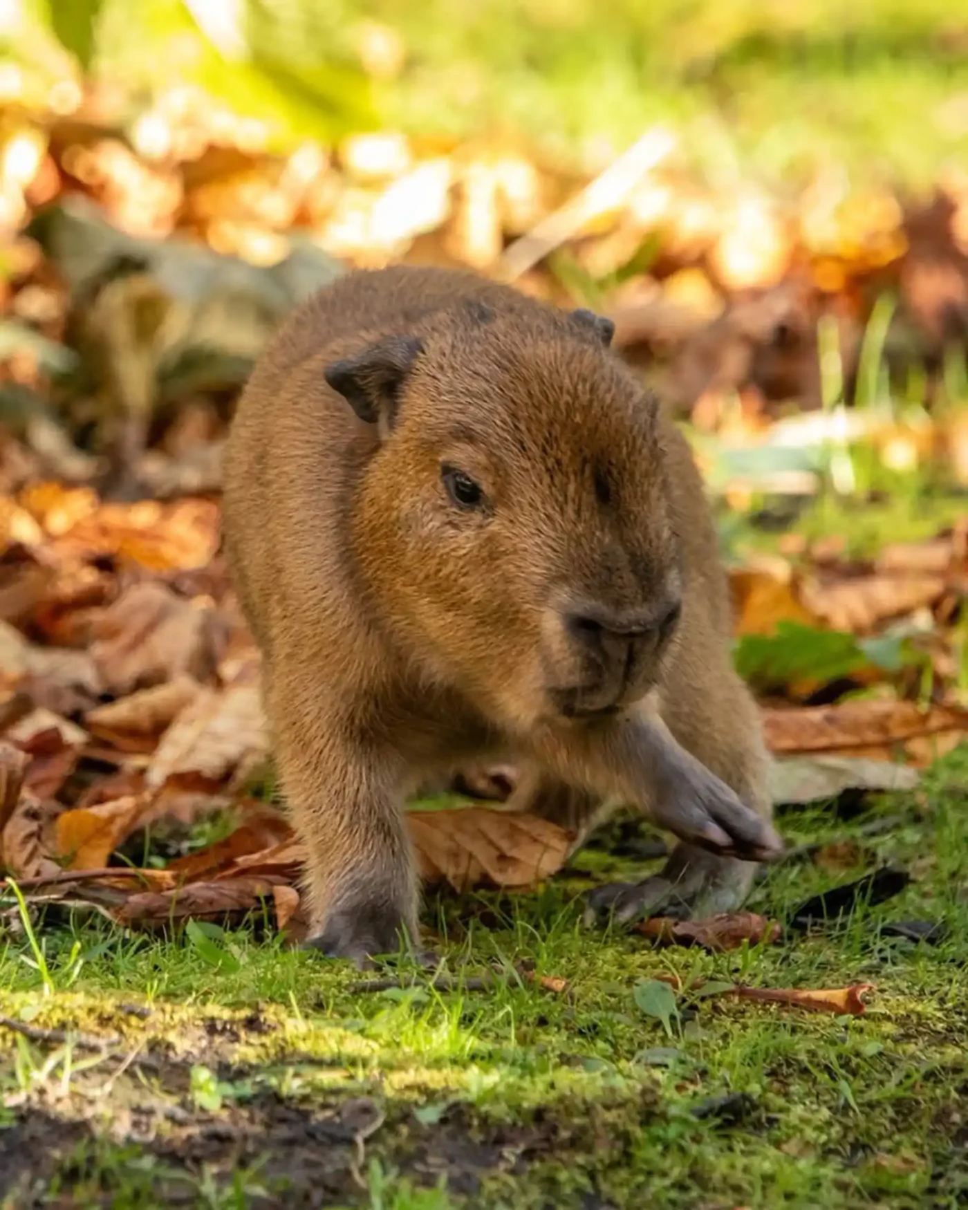 Edinburgh Zoo Capybara