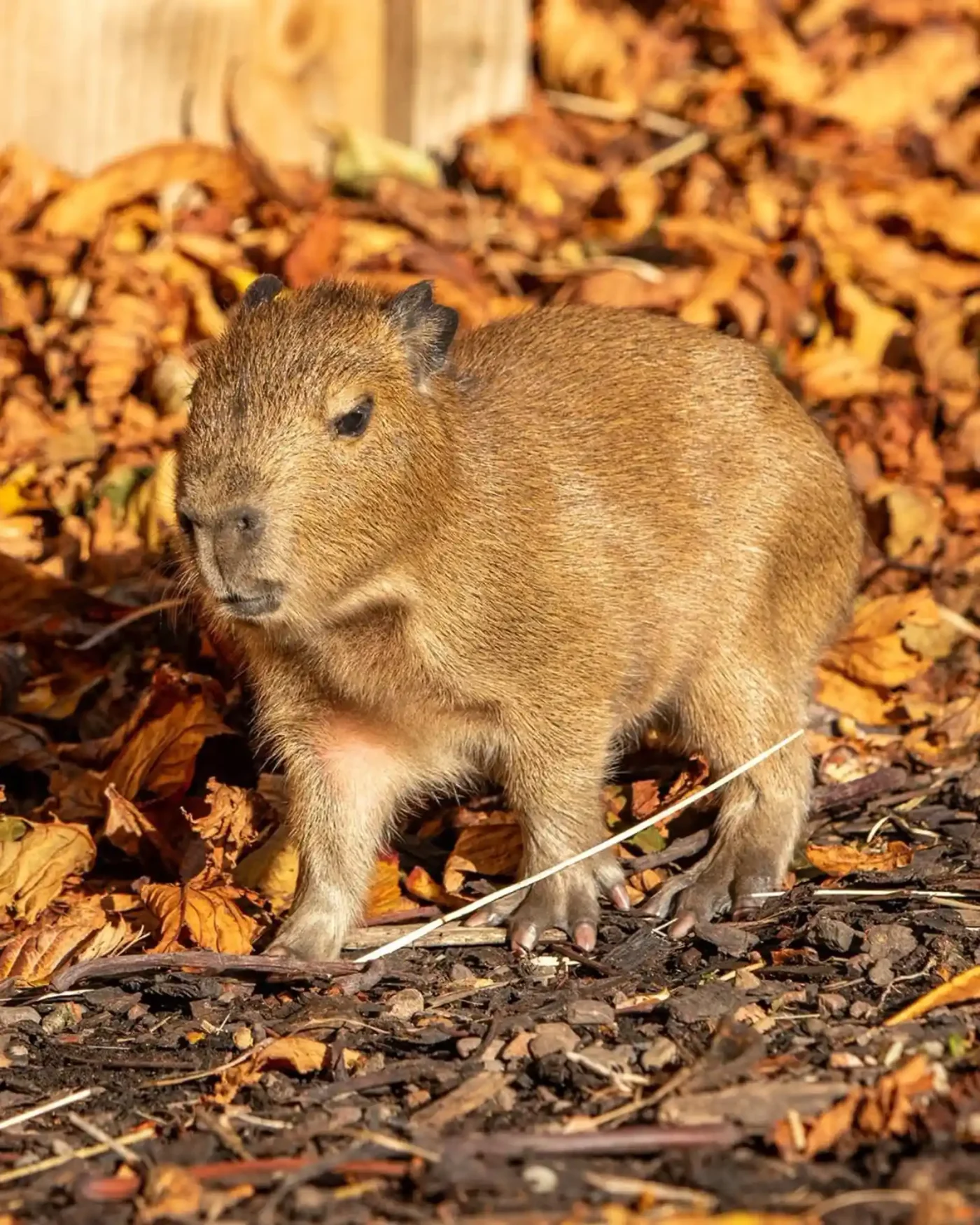 Edinburgh Zoo Capybara
