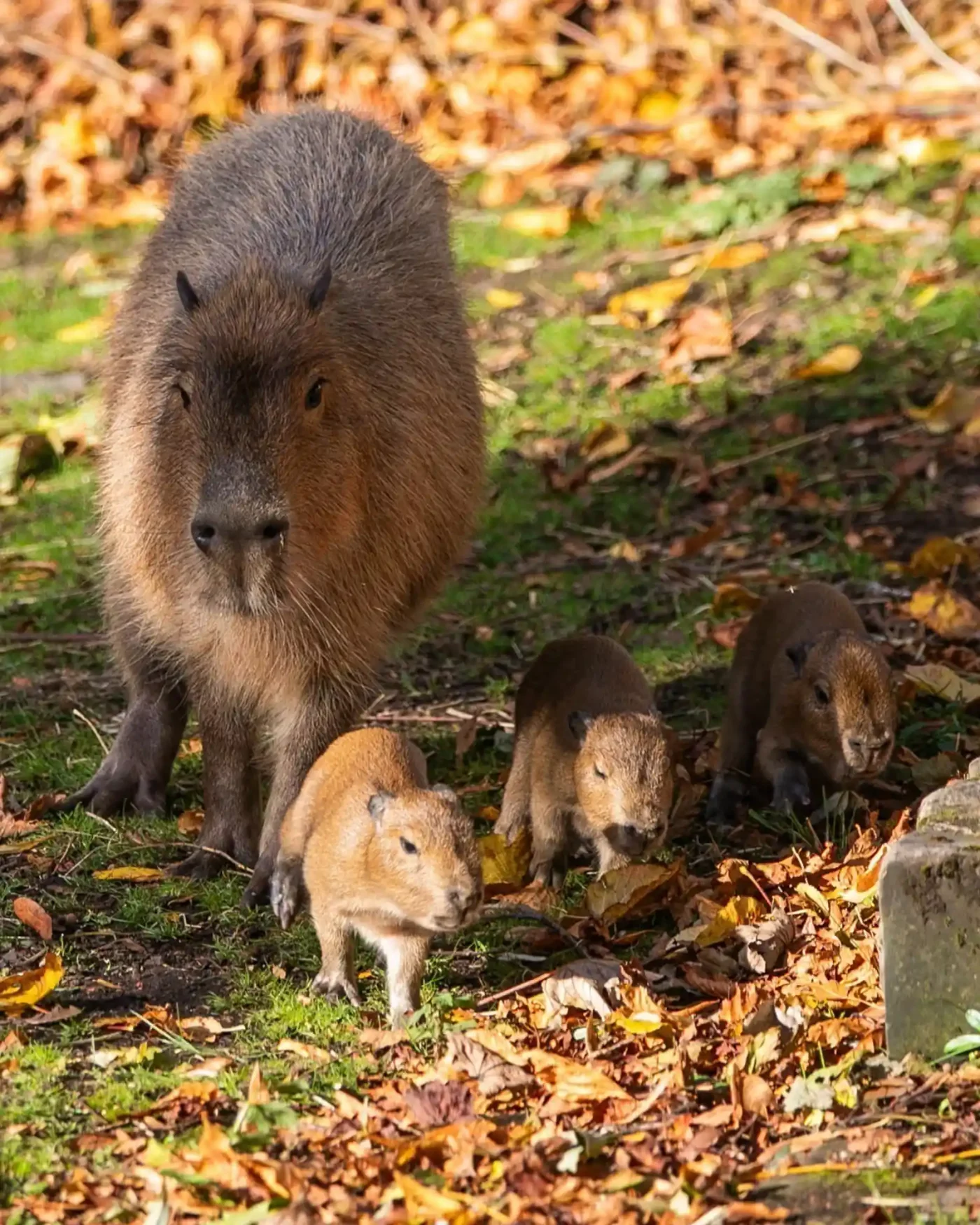 Edinburgh Zoo Capybara Triplets