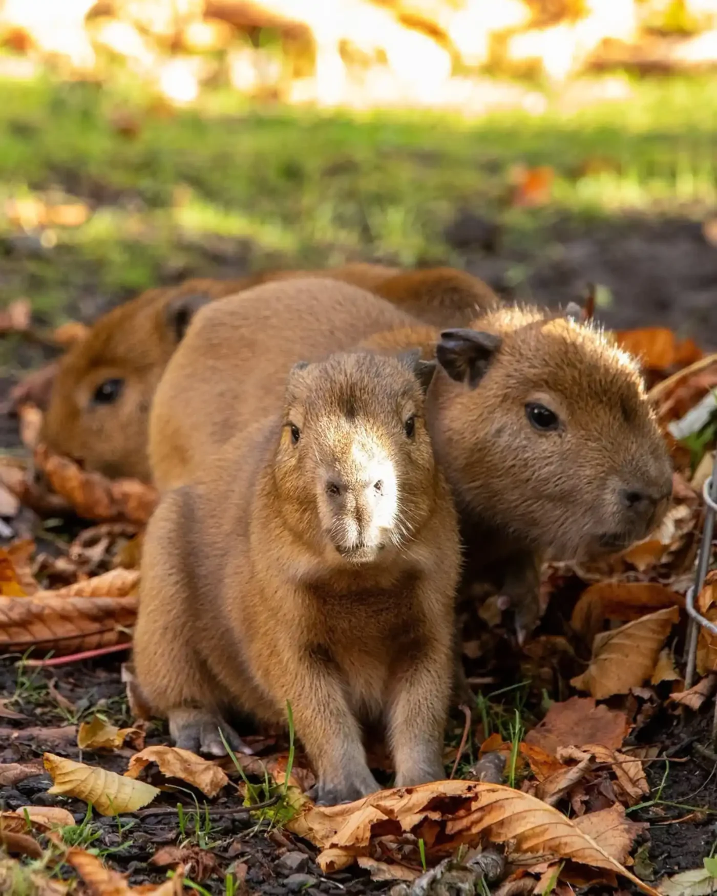 Edinburgh Zoo Capybara Triplets