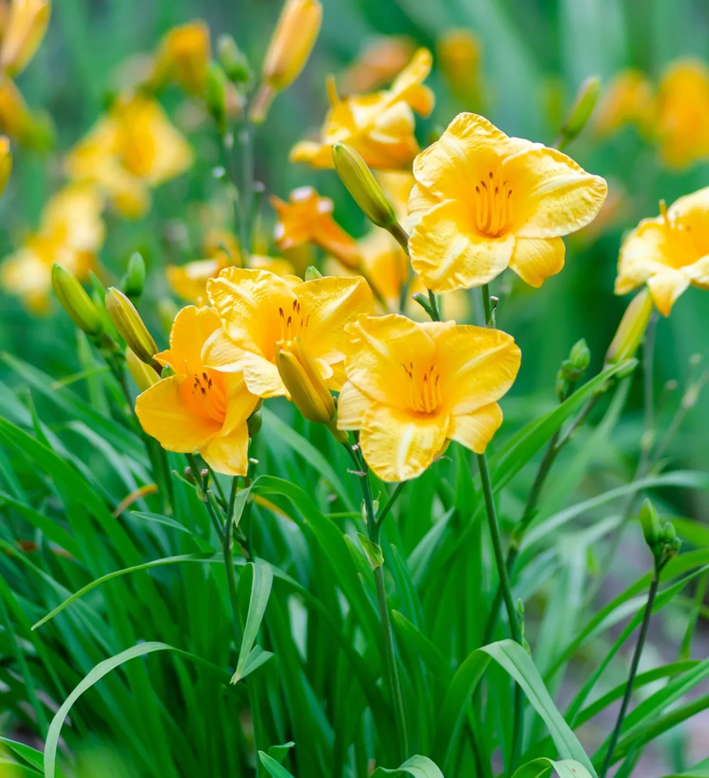 Evergreen Stella® Daylily