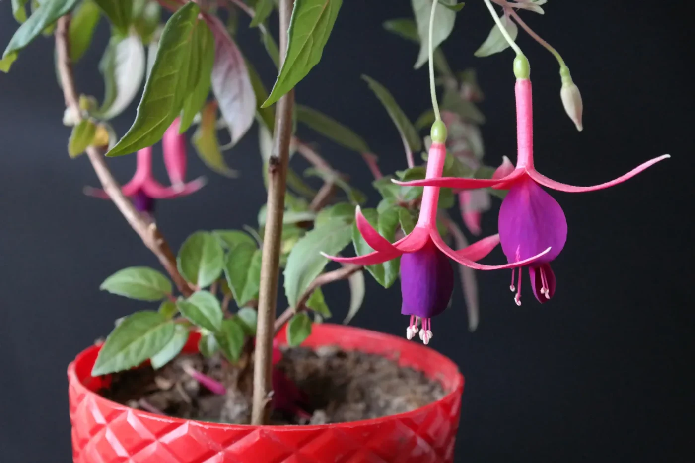 Fuchsia plant indoors