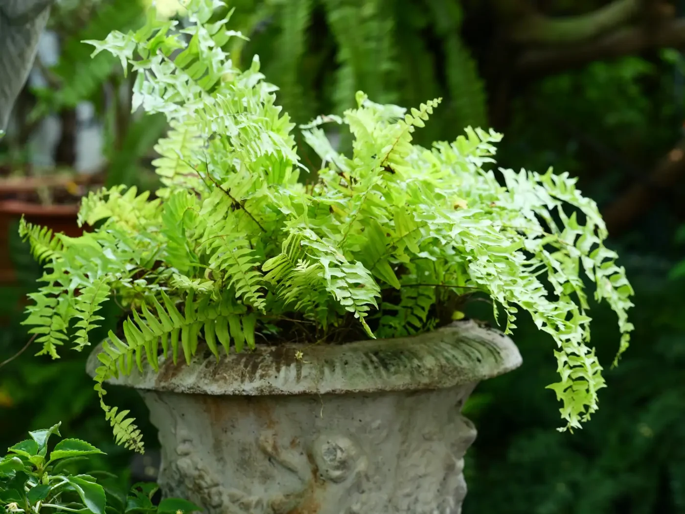 Lady fern in pot