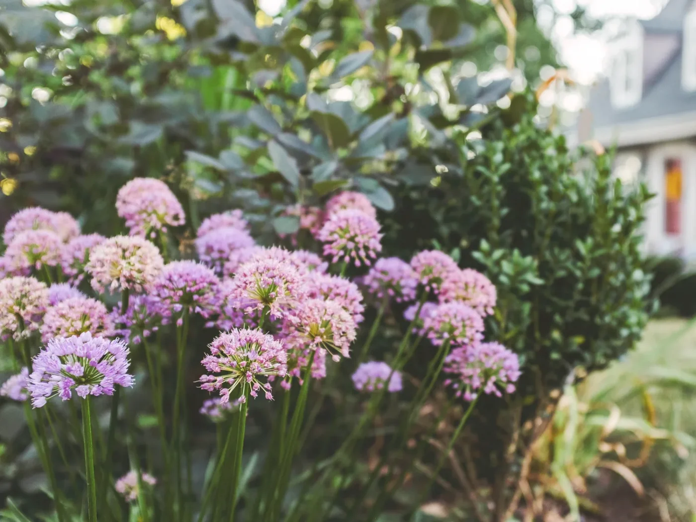 Ornamental Onions