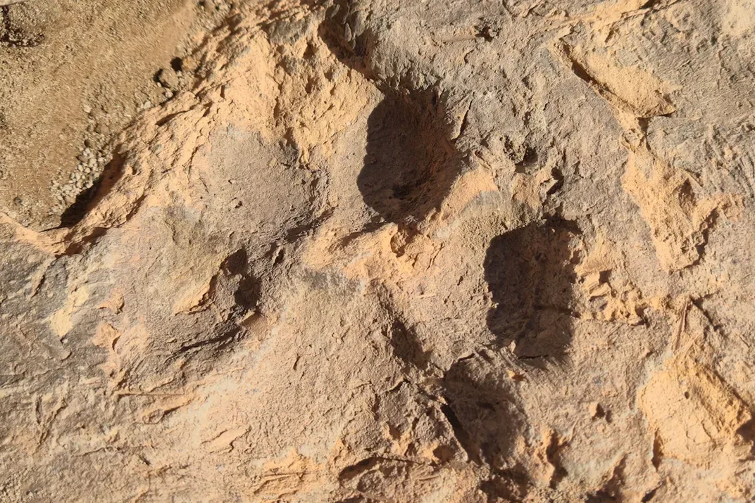 Paw print close-up