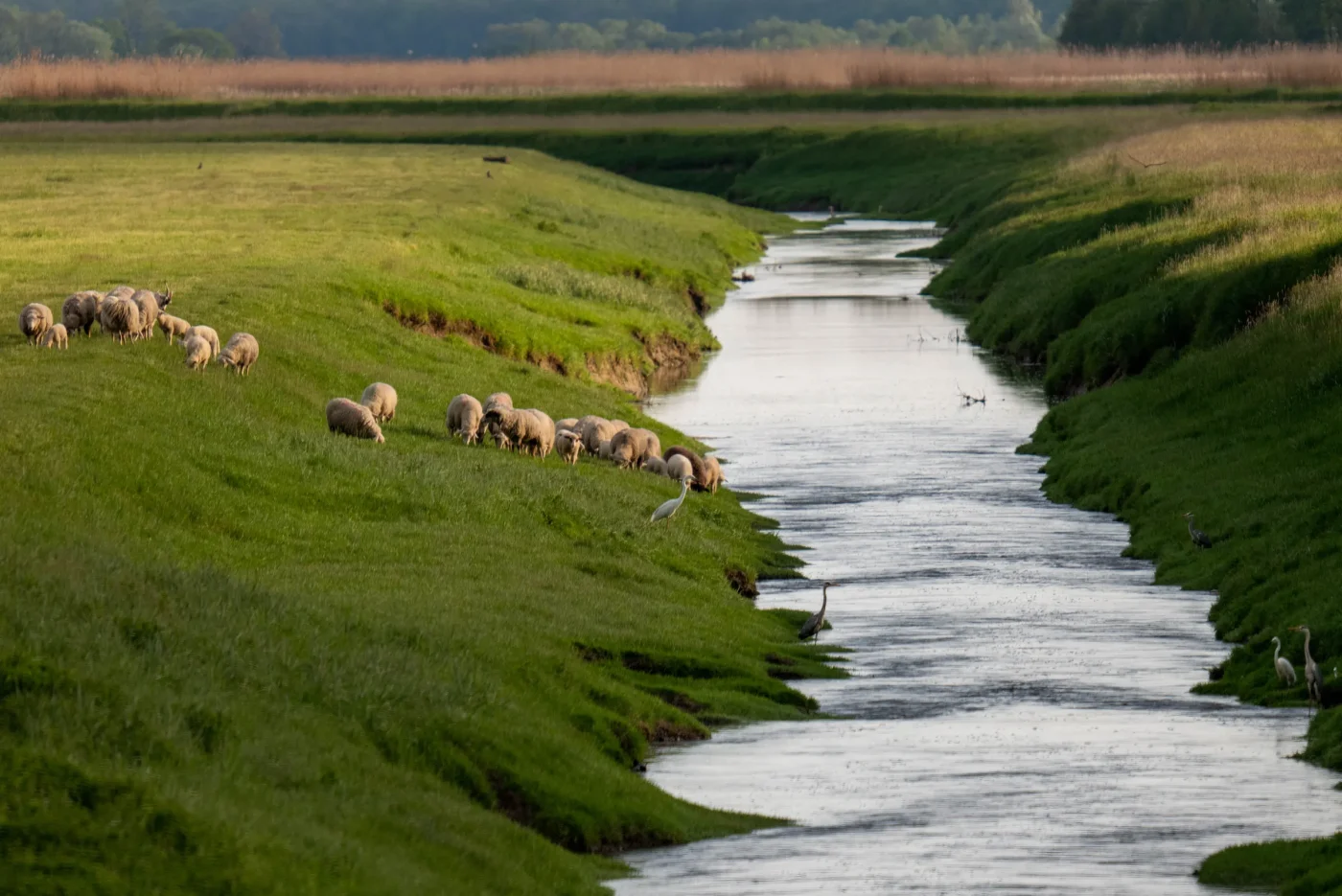 Come funziona la simbiosi naturale sul manto dell'ovino