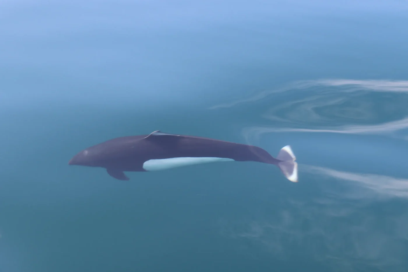 Il contrasto tra denuncia ambientale e mostro marino