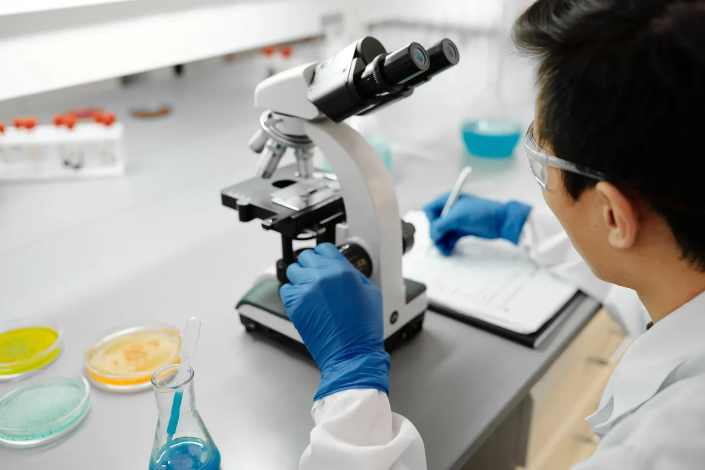 Il rebus del DNA: come è nata la famiglia Laurinqueidae