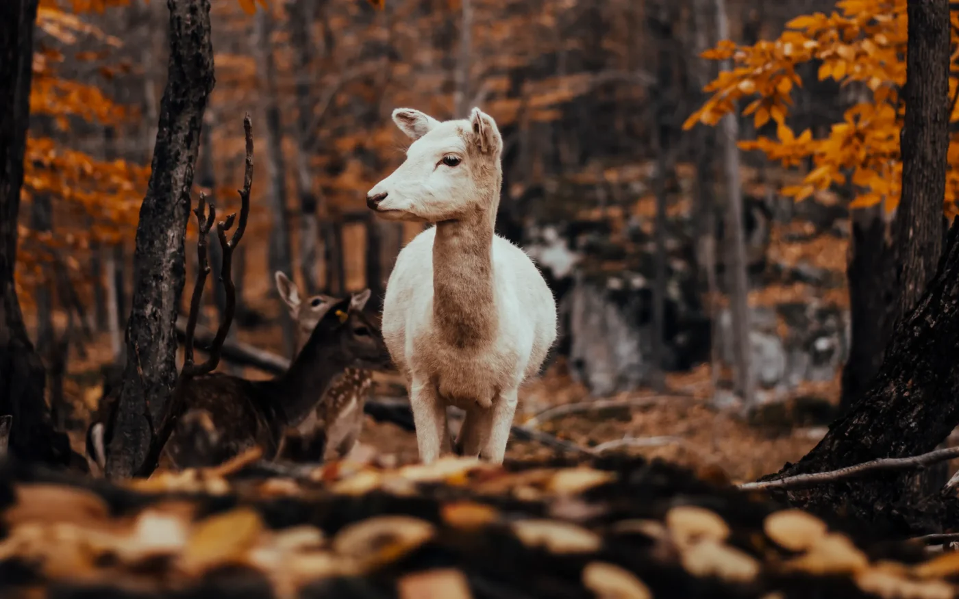 A Shared Fragility Across the Animal Kingdom