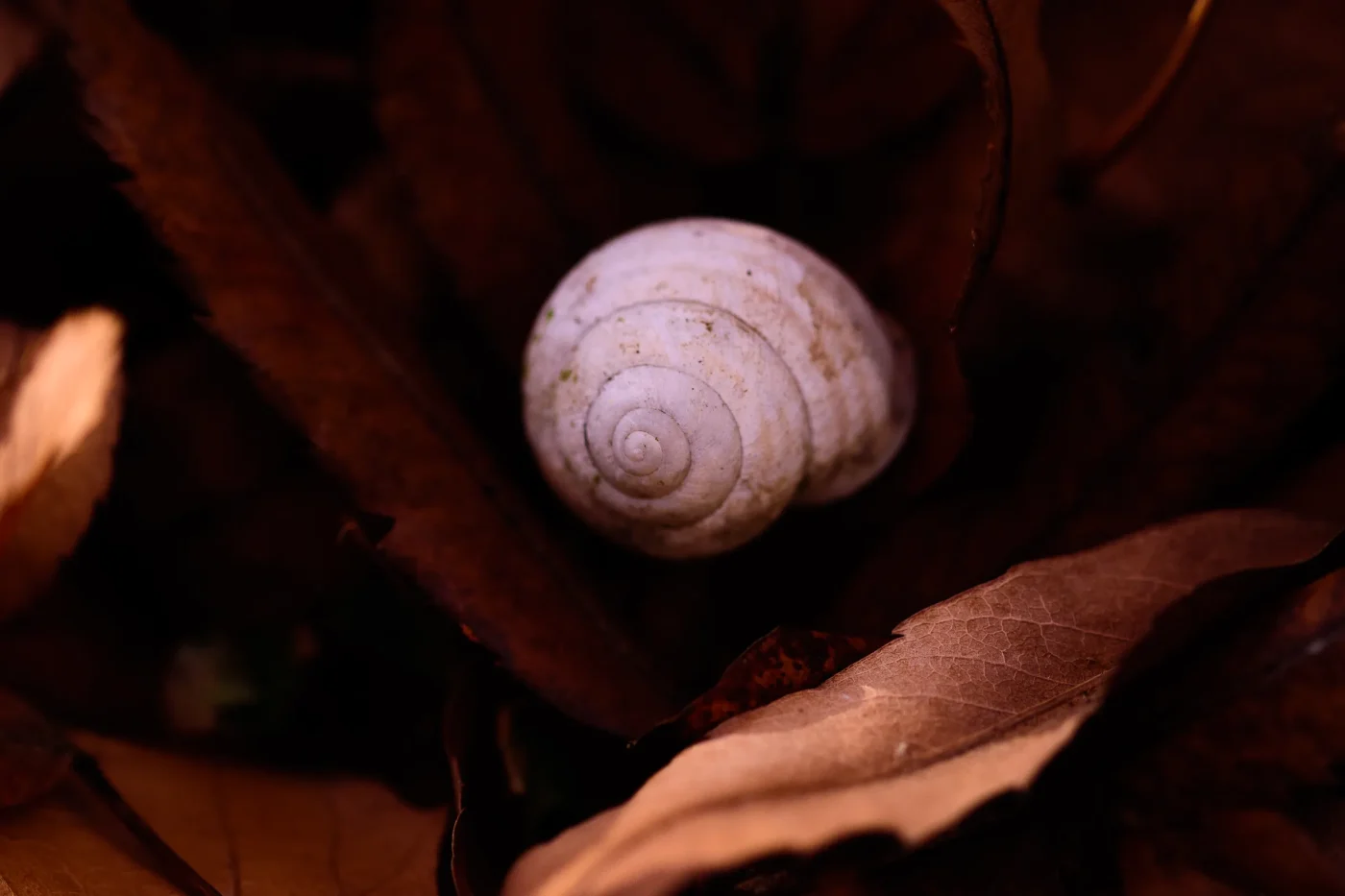The Biological Reality Behind a Translucent Wild Snail