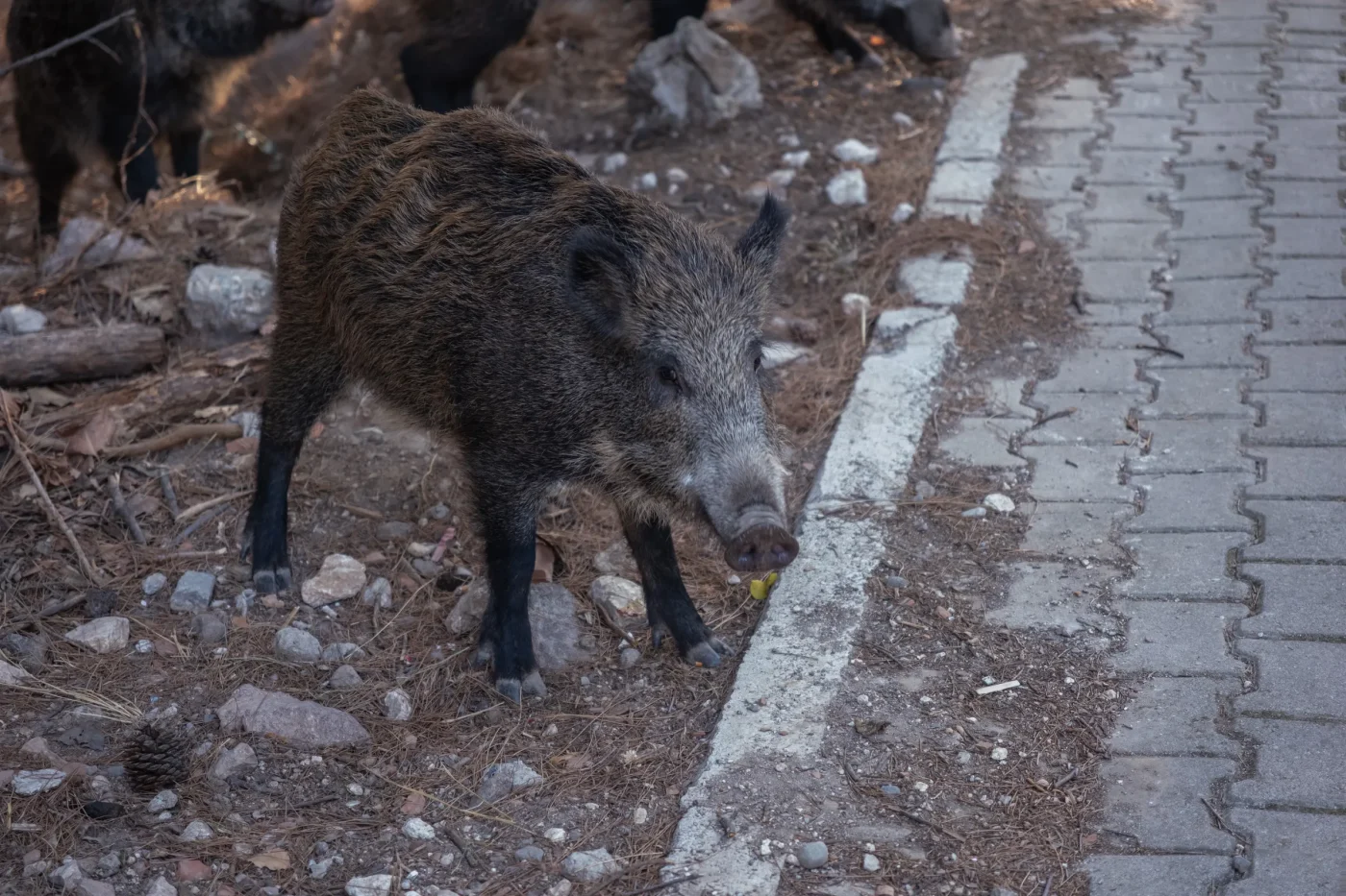 Regione fondi cacciatori fauna selvatica: elargizione spontanea o dovere legislativo?