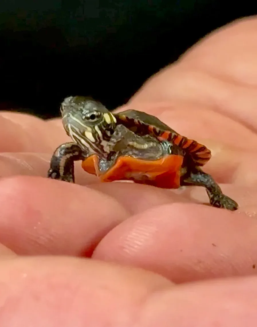 Previously Conjoined Turtle