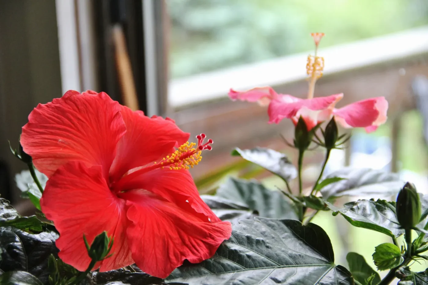 red hibiscus indoors