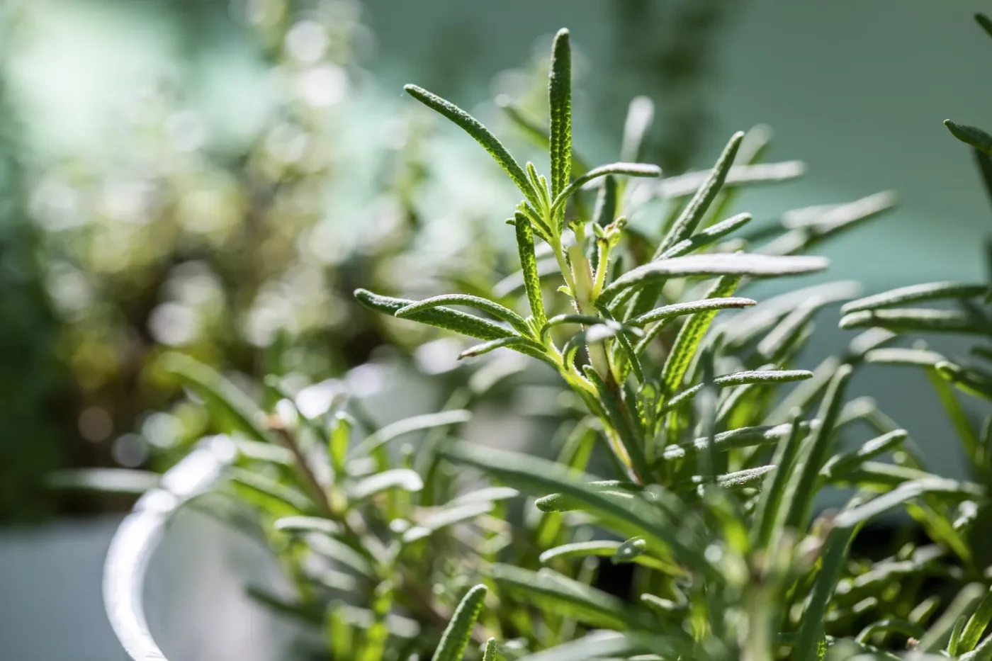 rosemary plant