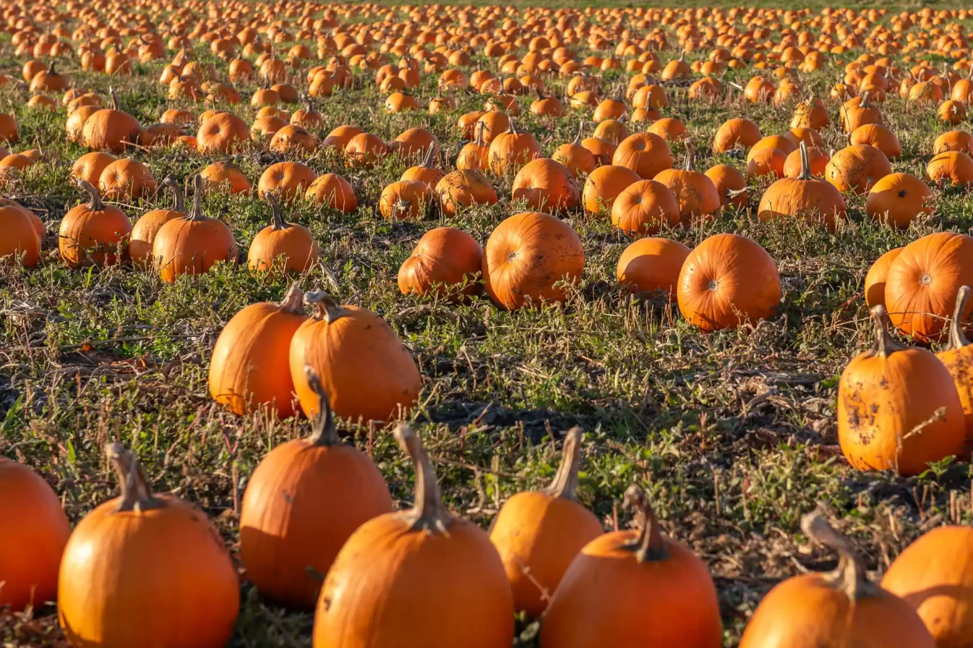 Stock, Pumpkin Patch