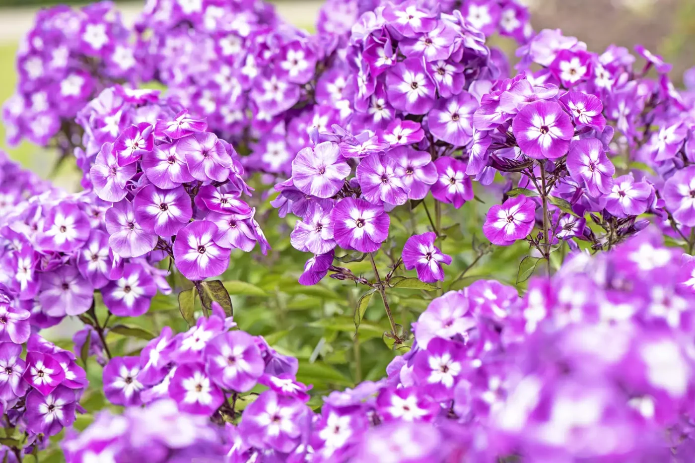 Summer Phlox