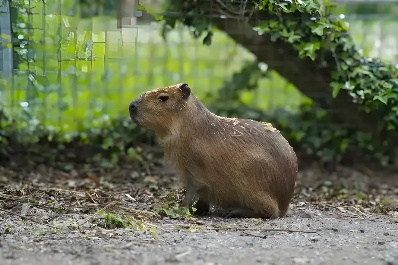 Tango the capybara in her private habitat