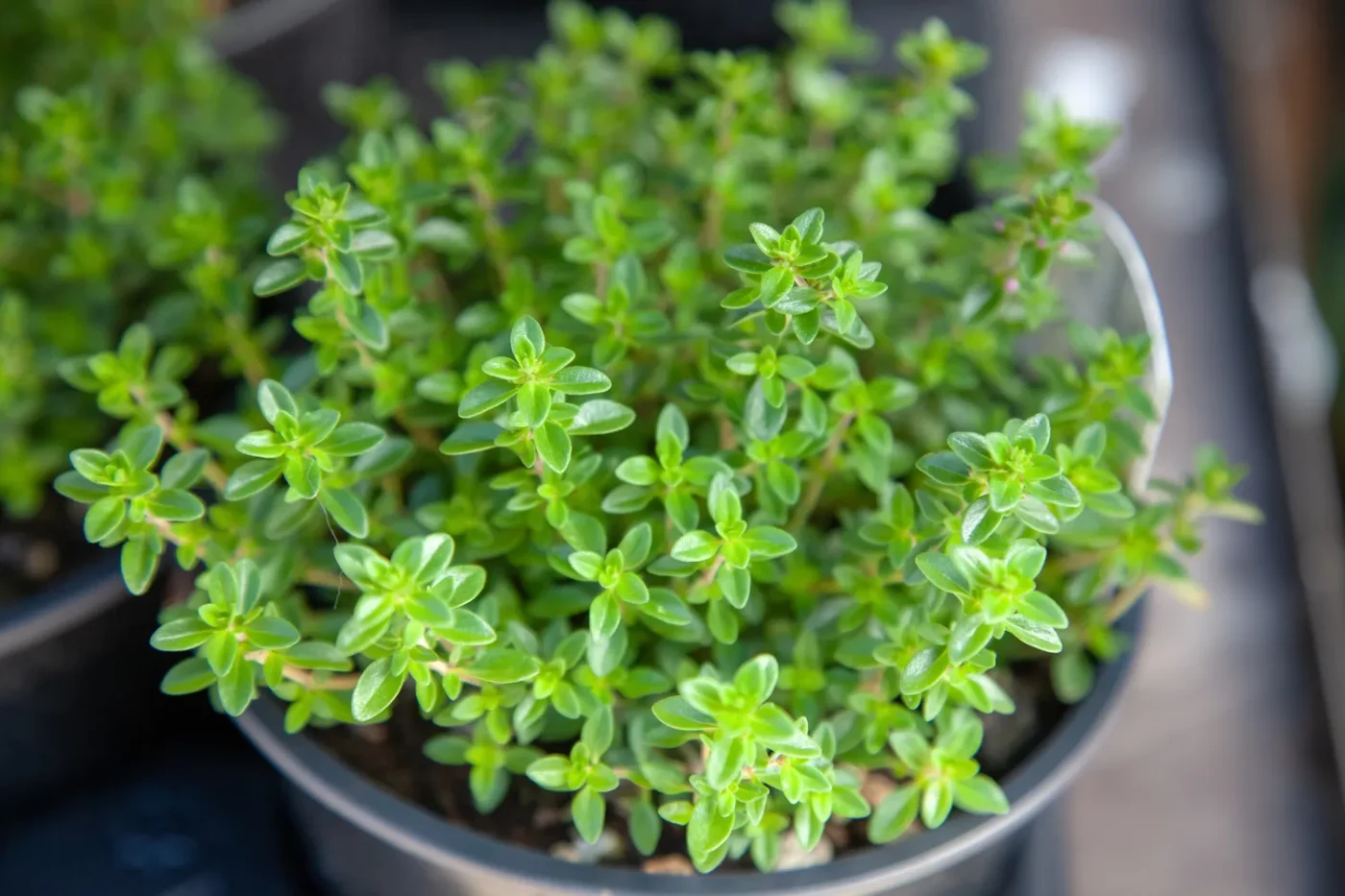 Thyme plant in pot