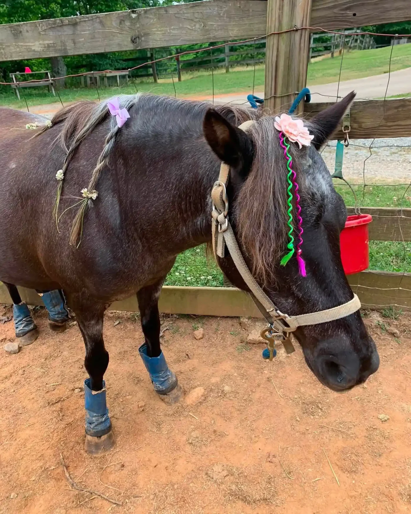 war angel farms Rescues Horses from Kill Pens While Bringing ‘Healing’ to People