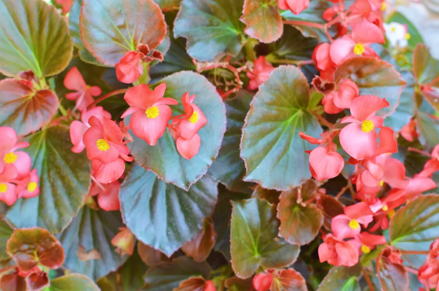 Wax begonias