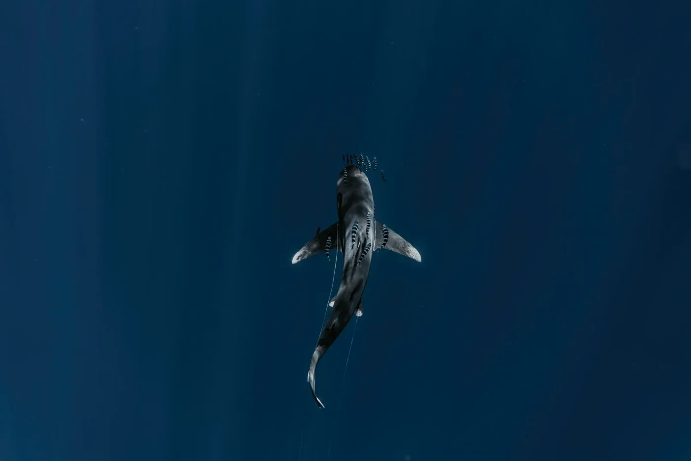 Why autumn drives white sharks to the California coast