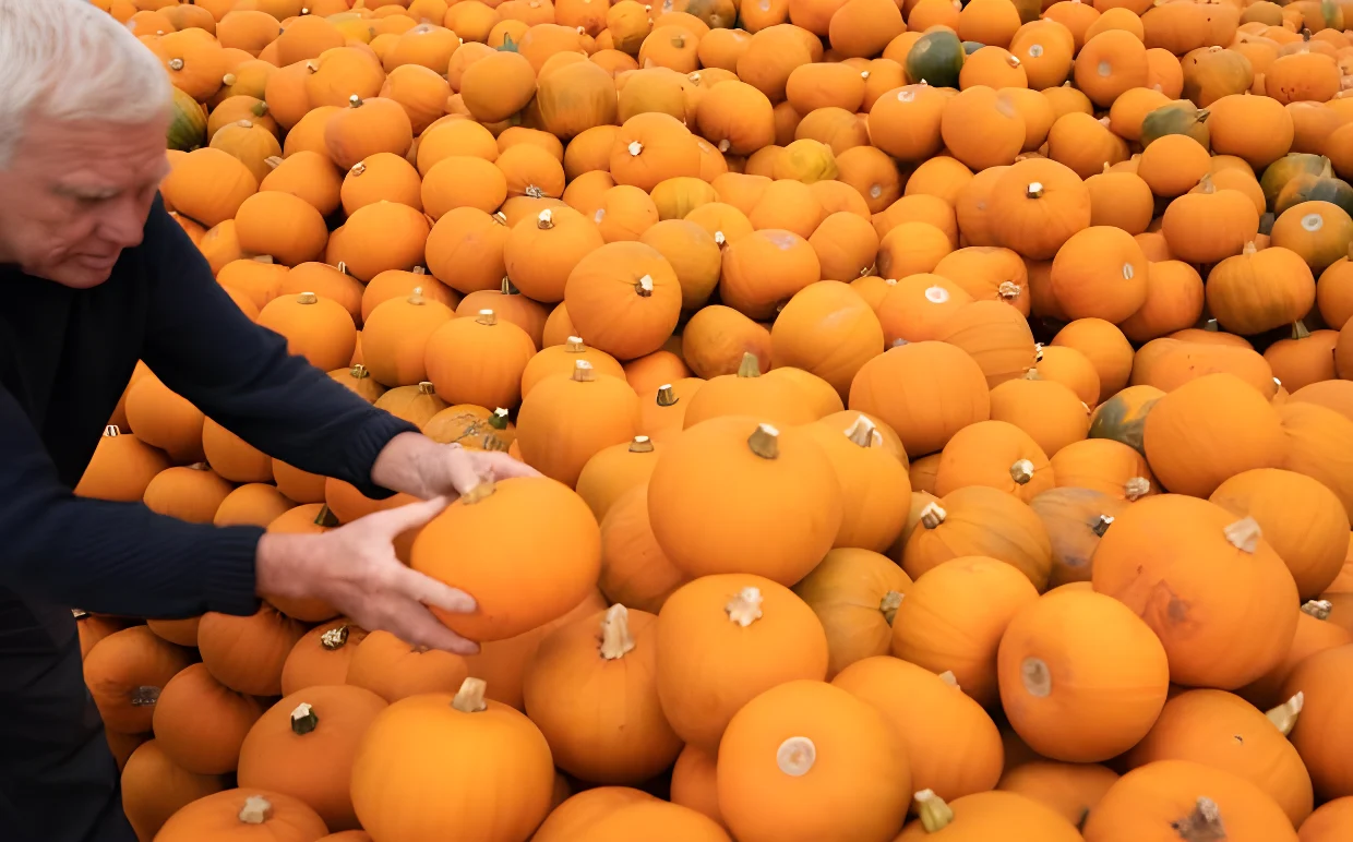 Wisbech Standard: Millions of pumpkins usually end up being thrown away by Brits every year